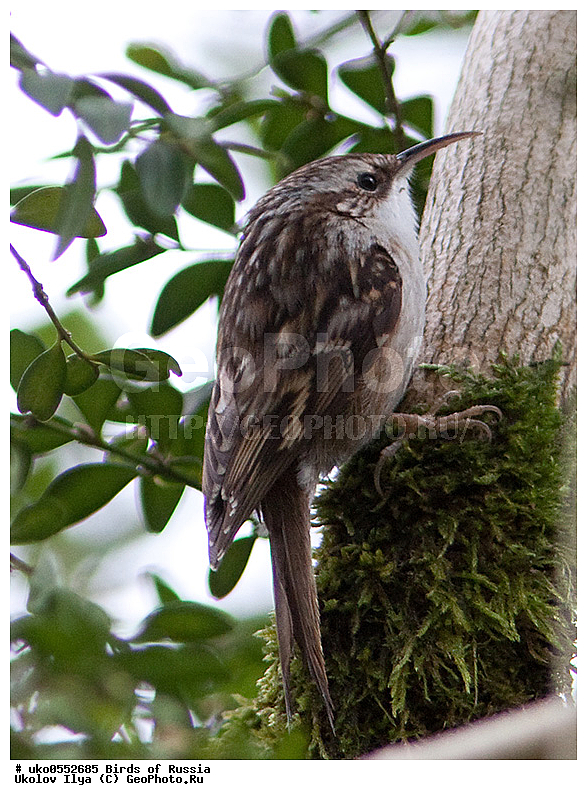 ������, ��������, ��������, �����, �����, ��������, �����������, XYZ, ���������, Certhiidae, ������������ ������, ������� ������, Certhia brachydactyla, ����������� ����� ������, �����������, ���������� �������