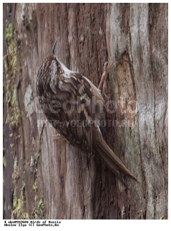 ������, ��������, ��������, �����, �����, ��������, �����������, XYZ, ���������, Certhiidae, ������������ ������, ������� ������, Certhia brachydactyla, ����������� ����� ������, �����������, ���������� �������