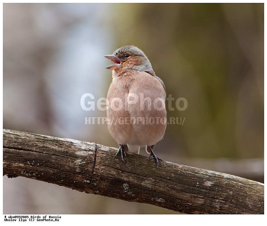 ������, ��������, ��������, �����, �����, ��������, �����������, XYZ, ���������, Fringillidae, ������, Fringilla coelebs, ����������� ����� ������, �����������, ���������� �������