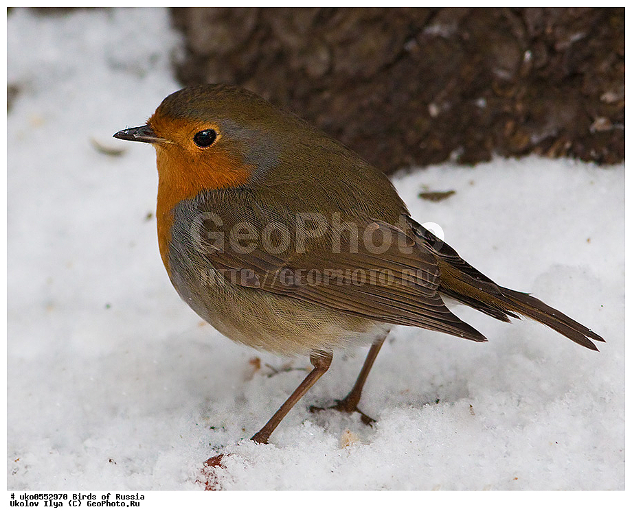 �����������, ���������� �������, ����������� ����� ������, ������, ��������, ��������, �����, �����, ��������, �����������, XYZ, ������������, Muscicapidae, �������, Erithacus rubecula