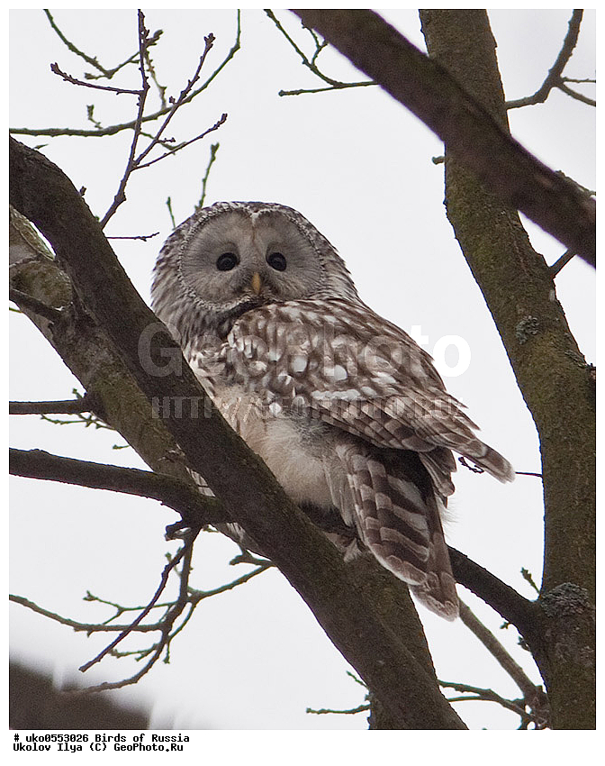 �����������, ���������� �������, ����������� ����� ������, ������, ��������, ��������, �����, �����, ��������, �����������, ������ �����, ������ �����, XYZ, �������, ��������� ����, Strigidae, ������������� �������, ��������� �������, Strix uralensis