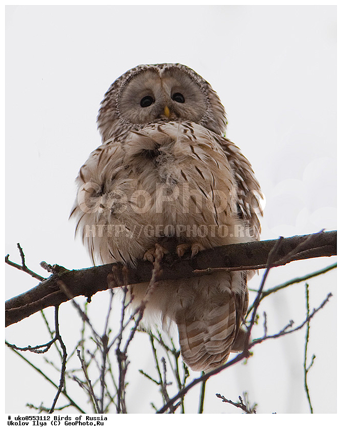 �����������, ���������� �������, ����������� ����� ������, ������, ��������, ��������, �����, �����, ��������, �����������, ������ �����, ������ �����, XYZ, �������, ��������� ����, Strigidae, ������������� �������, ��������� �������, Strix uralensis