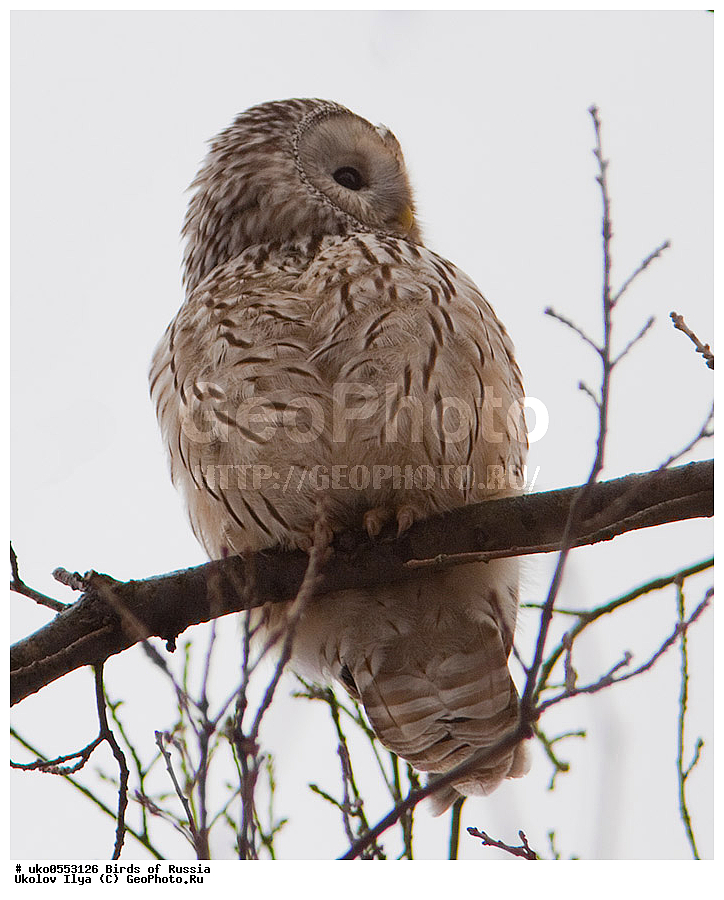 �����������, ���������� �������, ����������� ����� ������, ������, ��������, ��������, �����, �����, ��������, �����������, ������ �����, ������ �����, XYZ, �������, ��������� ����, Strigidae, ������������� �������, ��������� �������, Strix uralensis