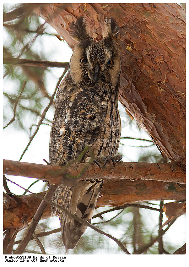 �����������, ���������� �������, ����������� ����� ������, ������, ��������, ��������, �����, �����, ��������, �����������, ������ �����, ������ �����, XYZ, �������, ��������� ����, Strigidae, ������� ����, Asio otus