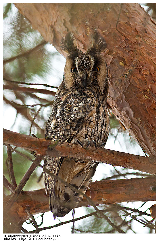 �����������, ���������� �������, ����������� ����� ������, ������, ��������, ��������, �����, �����, ��������, �����������, ������ �����, ������ �����, XYZ, �������, ��������� ����, Strigidae, ������� ����, Asio otus