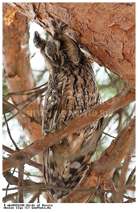 �����������, ���������� �������, ����������� ����� ������, ������, ��������, ��������, �����, �����, ��������, �����������, ������ �����, ������ �����, XYZ, �������, ��������� ����, Strigidae, ������� ����, Asio otus