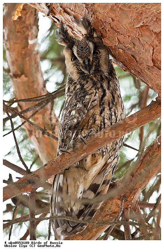 �����������, ���������� �������, ����������� ����� ������, ������, ��������, ��������, �����, �����, ��������, �����������, ������ �����, ������ �����, XYZ, �������, ��������� ����, Strigidae, ������� ����, Asio otus