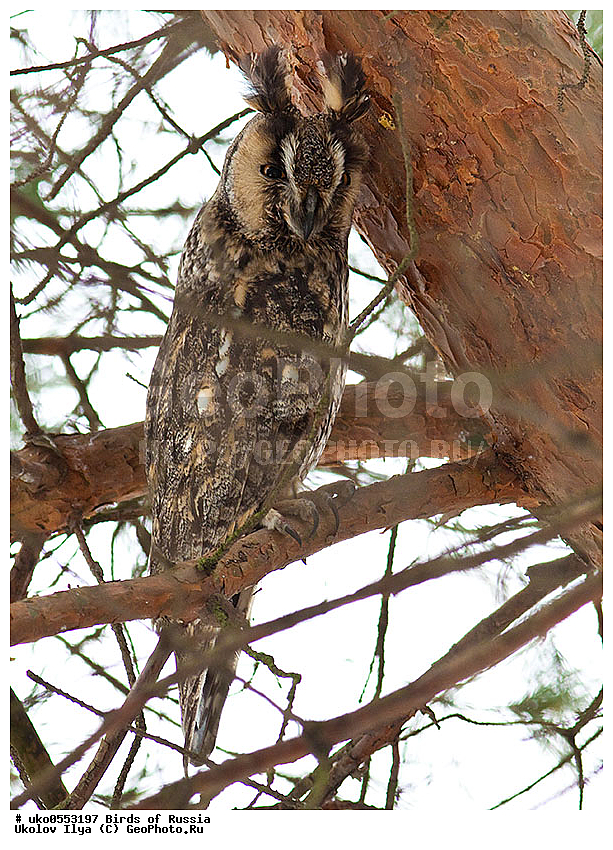 �����������, ���������� �������, ����������� ����� ������, ������, ��������, ��������, �����, �����, ��������, �����������, ������ �����, ������ �����, XYZ, �������, ��������� ����, Strigidae, ������� ����, Asio otus