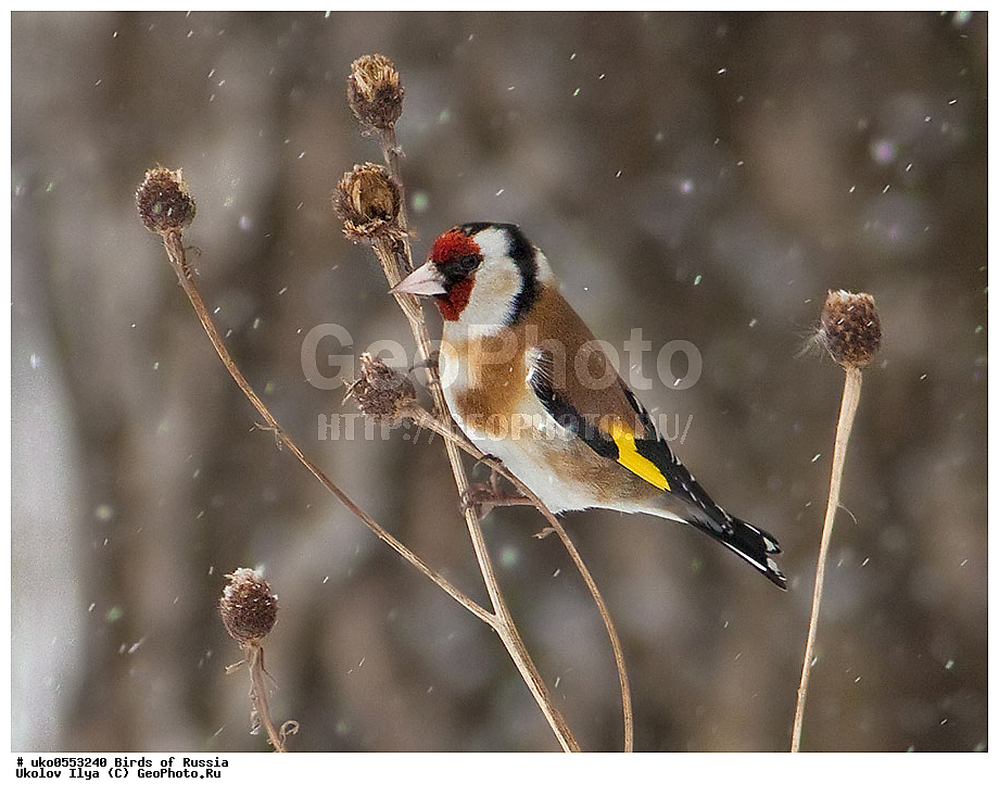 ������, ��������, ��������, �����, �����, ��������, �����������, XYZ, ���������, Fringillidae, ������������ �����, ������������ �����, Carduelis carduelis, ����������� ����� ������, �����������, ���������� �������