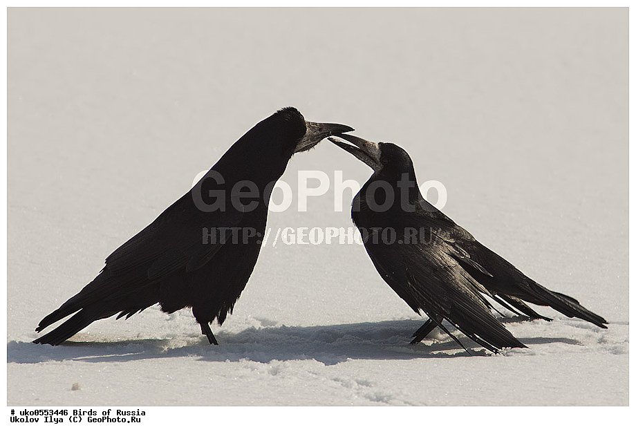 ������, ��������, ��������, �����, �����, ��������, �����������, XYZ, ��������, ���������, Corvidae, ����, Corvus frugilegus, ����������� ����� ������, �����������, ���������� �������