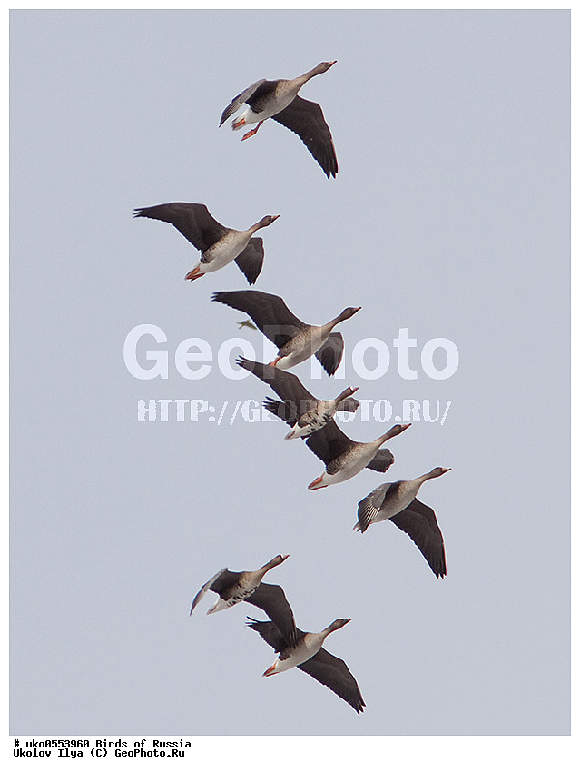 �����������, ���������� �������, ����������� ����� ������, ������, ��������, ��������, �����, �����, ��������, �����������, �����������������, ������������� �����, ������������� �����, XYZ, ������, Anatidae, ��������, Anser fabalis