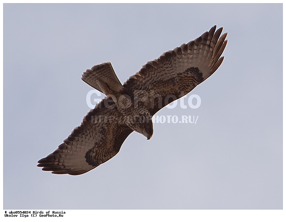 �����������, ���������� �������, ����������� ����� ������, ������, ��������, ��������, �����, �����, ��������, �����������, ������ �����, ������ �����, XYZ, ����������, Accipitridae, ������������ �����, C����, Buteo buteo