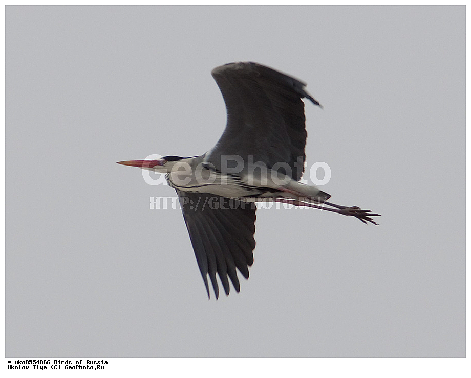 �����������, ���������� �������, ����������� ����� ������, ������, ��������, ��������, �����, �����, ��������, �����������, XYZ, ��������, Ardeidae, ����� �����, Ardea cinerea