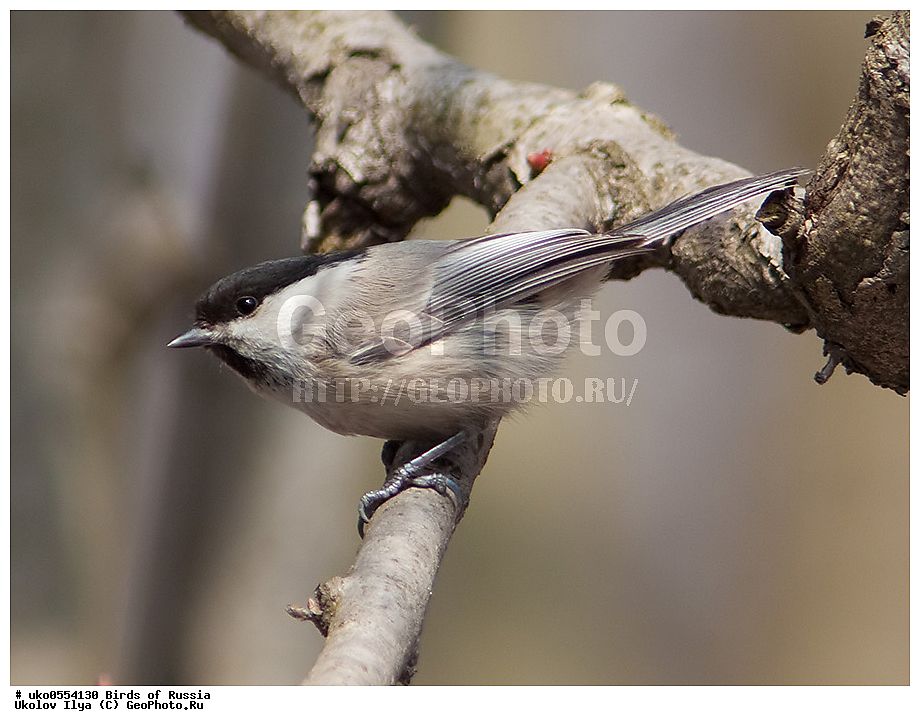 �����������, ���������� �������, ����������� ����� ������, ������, ��������, ��������, �����, �����, ��������, �����������, XYZ, ���������, Paridae, ����������� ������, ������, Poecile montanus, Parus montanus