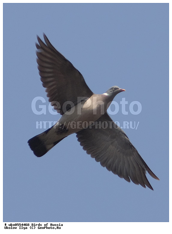 �����������, ���������� �������, ����������� ����� ������, ������, ��������, ��������, �����, �����, ��������, �����������, XYZ, ���������, Columbidae, ������, ��������, Columba palumbus