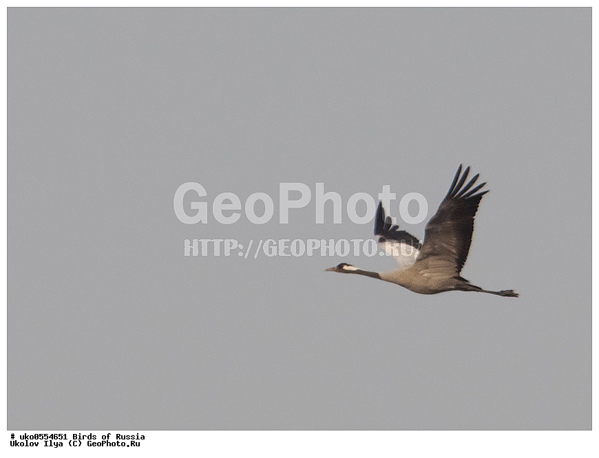 �����������, ���������� �������, ����������� ����� ������, ������, ��������, ��������, �����, �����, ��������, �����������, XYZ, ����������, Gruidae, ����� �������, Grus grus