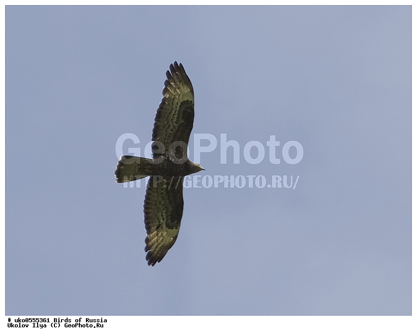 �����������, ���������� �������, ����������� ����� ������, ������, ��������, ��������, �����, �����, ��������, �����������, ������ �����, ������ �����, XYZ, ����������, Accipitridae, �����, Pernis apivorus