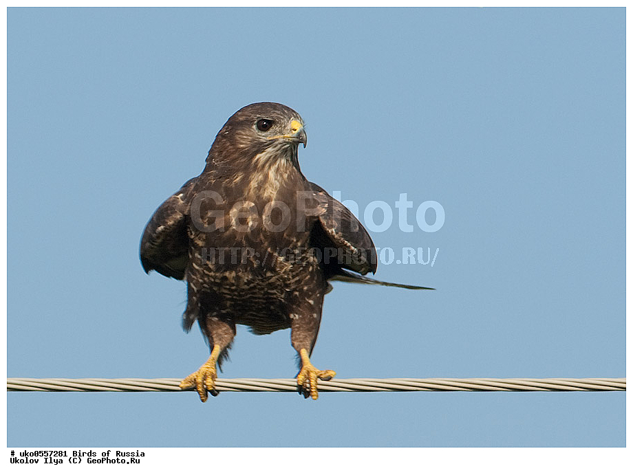 �����������, ���������� �������, ����������� ����� ������, ������, ��������, ��������, �����, �����, ��������, �����������, ������ �����, ������ �����, XYZ, ����������, Accipitridae, ������������ �����, C����, Buteo buteo