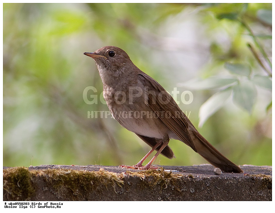 �����������, ���������� �������, ����������� ����� ������, ������, ��������, ��������, �����, �����, ��������, �����������, XYZ, ������������, Muscicapidae, ������������ �������, ��������� �������, Luscinia luscinia