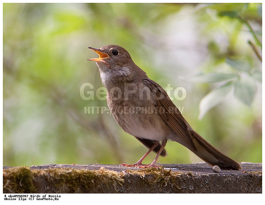 �����������, ���������� �������, ����������� ����� ������, ������, ��������, ��������, �����, �����, ��������, �����������, XYZ, ������������, Muscicapidae, ������������ �������, ��������� �������, Luscinia luscinia