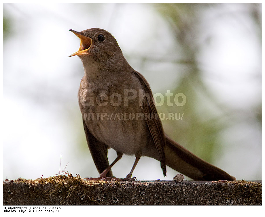 �����������, ���������� �������, ����������� ����� ������, ������, ��������, ��������, �����, �����, ��������, �����������, XYZ, ������������, Muscicapidae, ������������ �������, ��������� �������, Luscinia luscinia