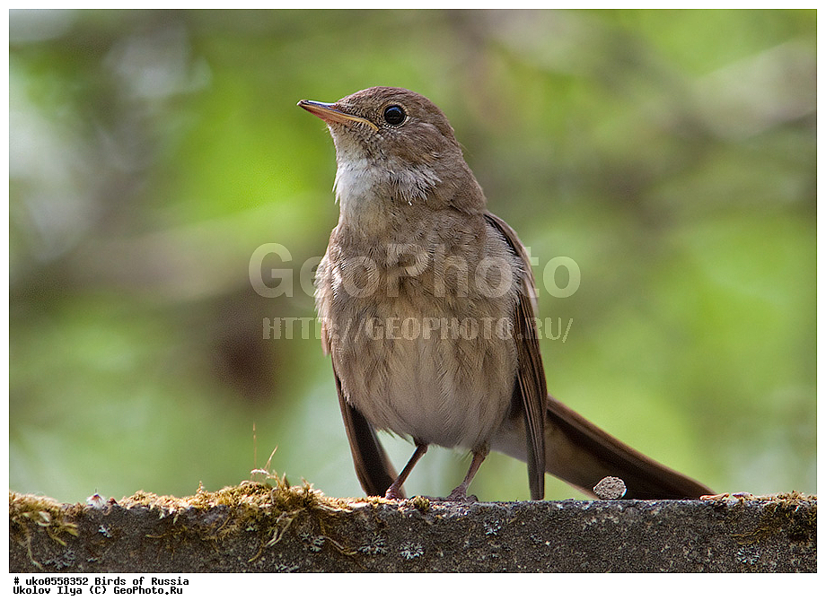 �����������, ���������� �������, ����������� ����� ������, ������, ��������, ��������, �����, �����, ��������, �����������, XYZ, ������������, Muscicapidae, ������������ �������, ��������� �������, Luscinia luscinia