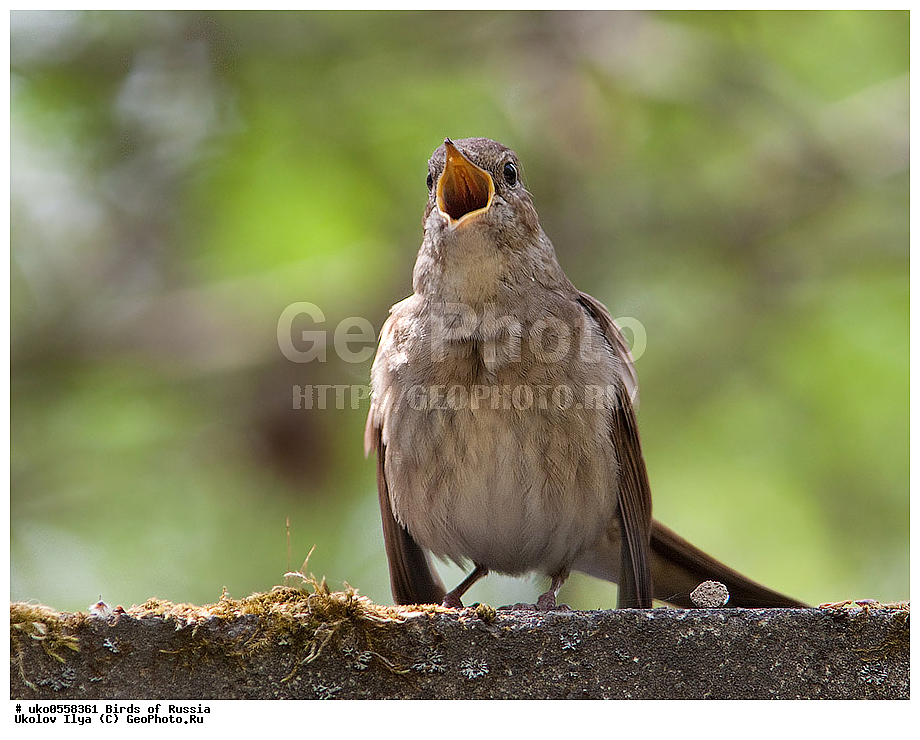 �����������, ���������� �������, ����������� ����� ������, ������, ��������, ��������, �����, �����, ��������, �����������, XYZ, ������������, Muscicapidae, ������������ �������, ��������� �������, Luscinia luscinia