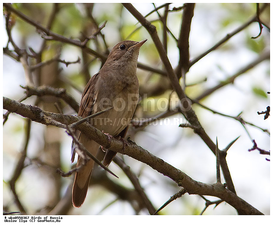 �����������, ���������� �������, ����������� ����� ������, ������, ��������, ��������, �����, �����, ��������, �����������, XYZ, ������������, Muscicapidae, ������������ �������, ��������� �������, Luscinia luscinia