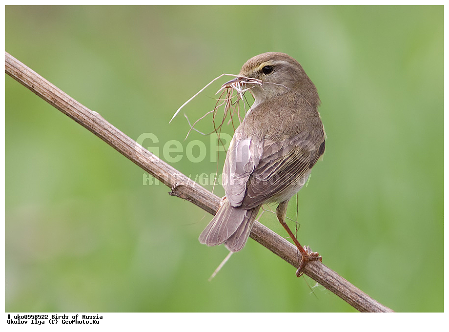 �����������, ���������� �������, ����������� ����� ������, ������, ��������, ��������, �����, �����, ��������, �����������, XYZ, ���������, Sylviidae, ����������, Phylloscopidae, �������-��������, Phylloscopus trochilus