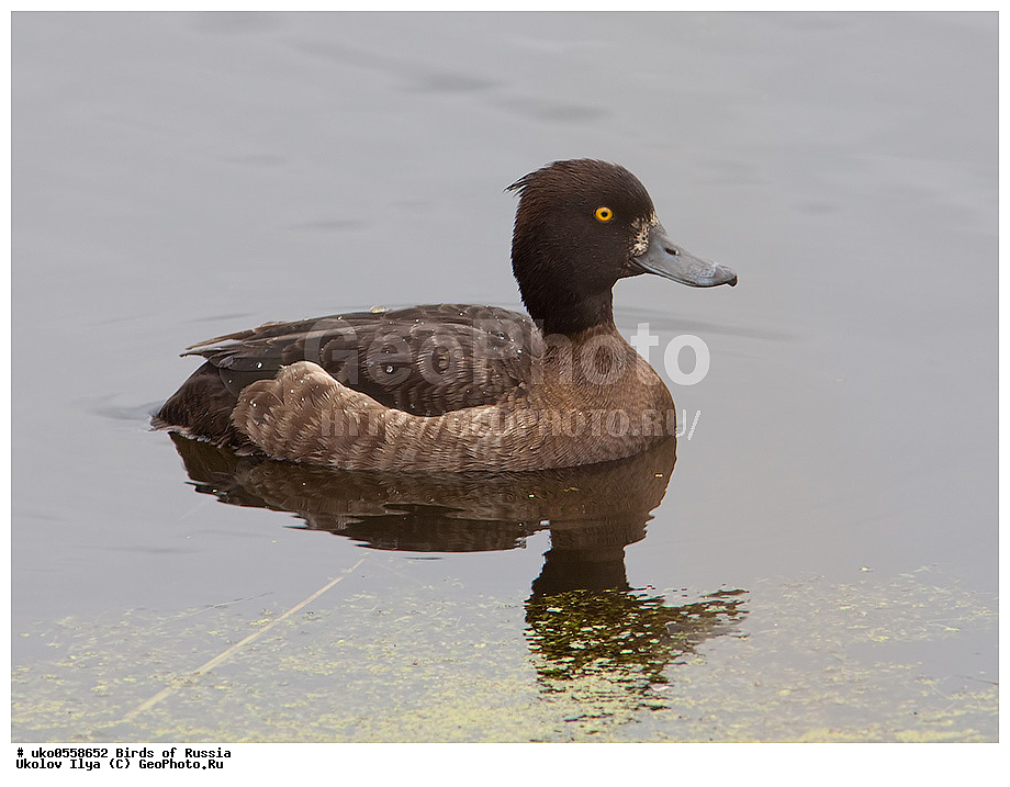 �����������, ���������� �������, ����������� ����� ������, ������, ��������, ��������, �����, �����, ��������, �����������, �����������������, ������������� �����, ������������� �����, XYZ, ������, Anatidae, �������� �������, �������� �����, Aythya fuligula