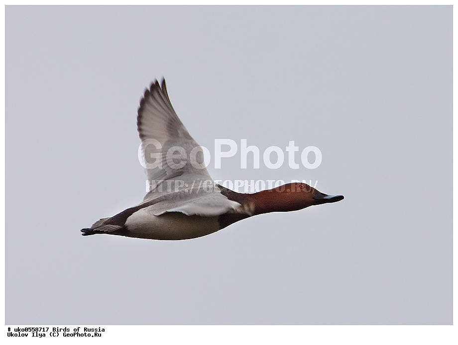 �����������, ���������� �������, ����������� ����� ������, ������, ��������, ��������, �����, �����, ��������, �����������, �����������������, ������������� �����, ������������� �����, XYZ, ������, Anatidae, ������������� �����, ������� �������, ������������� �����, ���������, Aythya ferina