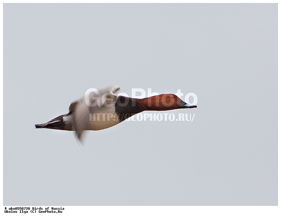 �����������, ���������� �������, ����������� ����� ������, ������, ��������, ��������, �����, �����, ��������, �����������, �����������������, ������������� �����, ������������� �����, XYZ, ������, Anatidae, ������������� �����, ������� �������, ������������� �����, ���������, Aythya ferina