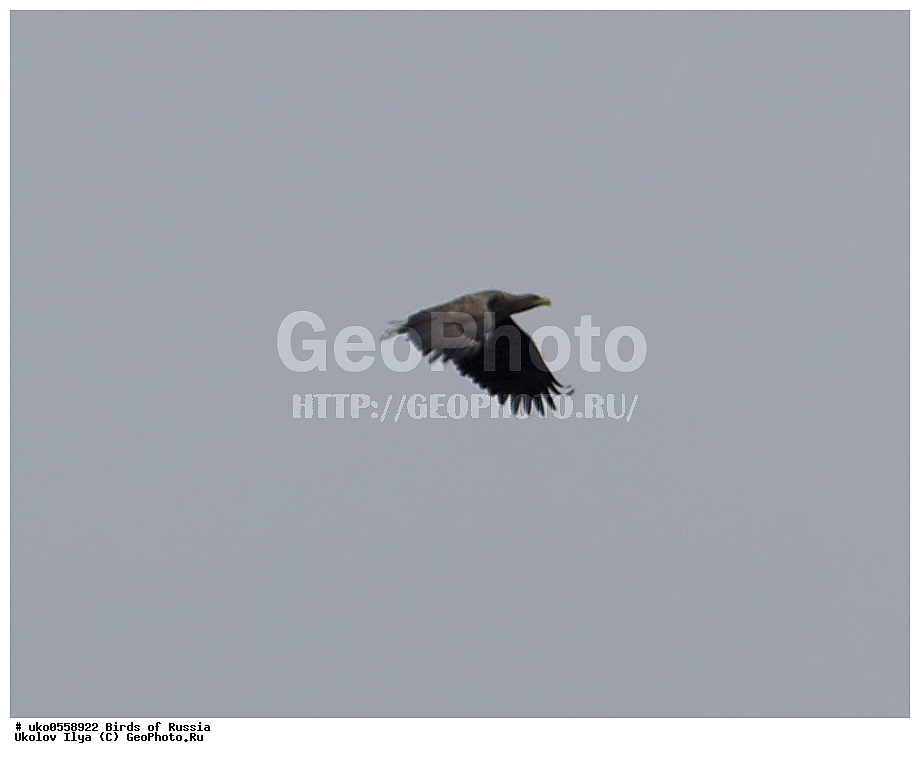 �����������, ���������� �������, ����������� ����� ������, ������, ��������, ��������, �����, �����, ��������, �����������, ������ �����, ������ �����, XYZ, ����������, Accipitridae, �����-���������, Haliaeetus albicilla