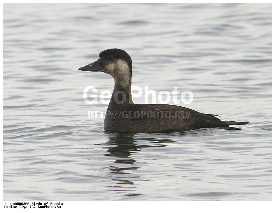 ����������� ����� ������, ������, ��������, ��������, �����, �����, ��������, �����������, �����������������, ������������� �����, ������������� �����, XYZ, ������, Anatidae, ������, Melanitta nigra