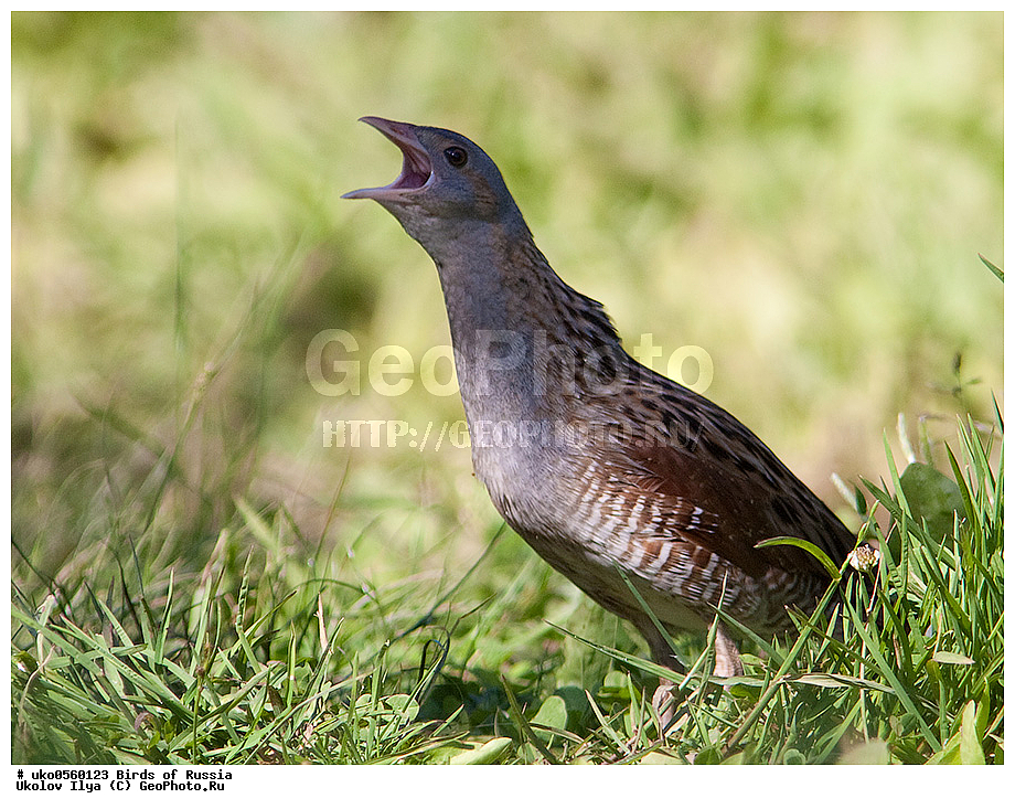 �����������, ���������� �������, ����������� ����� ������, ������, ��������, ��������, �����, �����, ��������, �����������, XYZ, �����������, Rallidae, ���������, ������, Crex crex