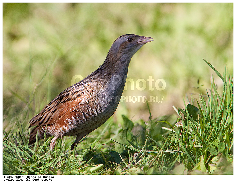 �����������, ���������� �������, ����������� ����� ������, ������, ��������, ��������, �����, �����, ��������, �����������, XYZ, �����������, Rallidae, ���������, ������, Crex crex