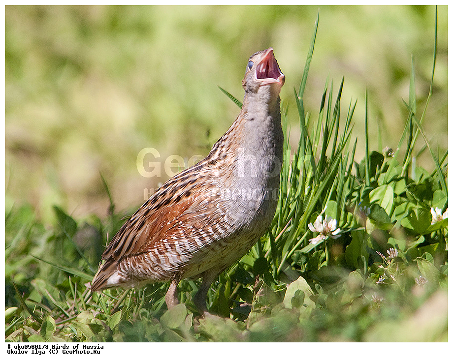 �����������, ���������� �������, ����������� ����� ������, ������, ��������, ��������, �����, �����, ��������, �����������, XYZ, �����������, Rallidae, ���������, ������, Crex crex