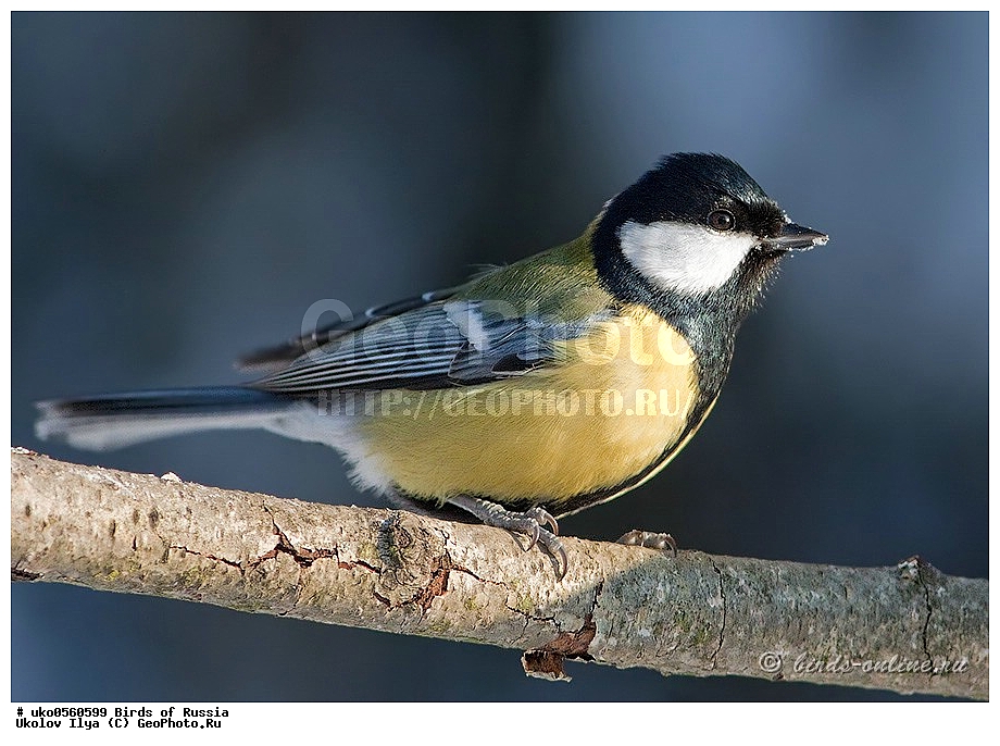 �����������, ���������� �������, ����������� ����� ������, ������, ��������, ��������, �����, �����, ��������, �����������, XYZ, ���������, Paridae, ������� ������, �������, Parus major