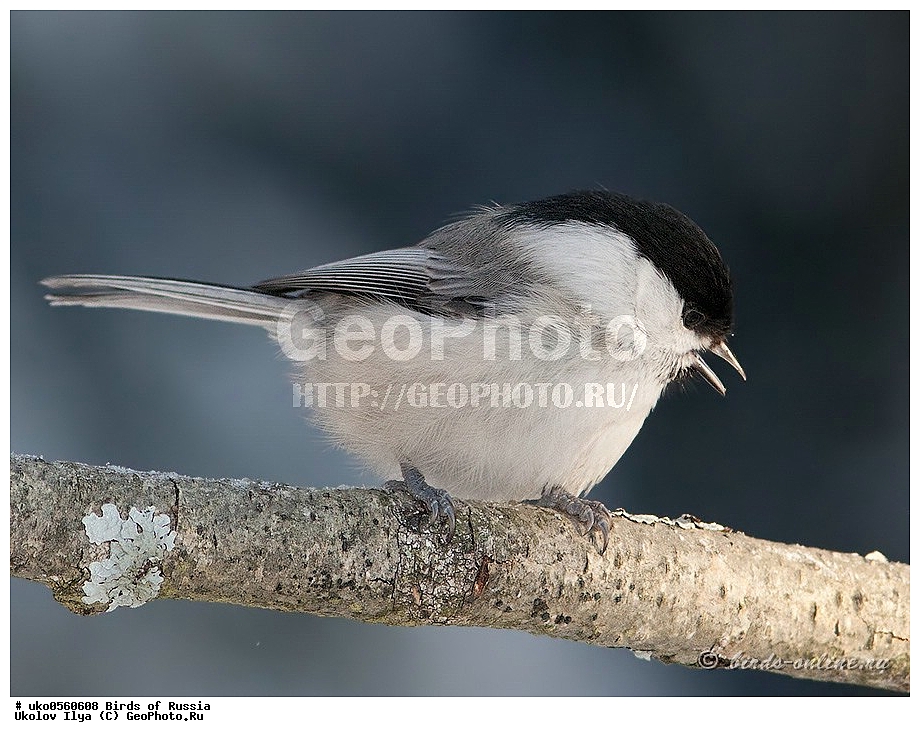 �����������, ���������� �������, ����������� ����� ������, ������, ��������, ��������, �����, �����, ��������, �����������, XYZ, ���������, Paridae, ����������� ������, ������, Poecile montanus, Parus montanus