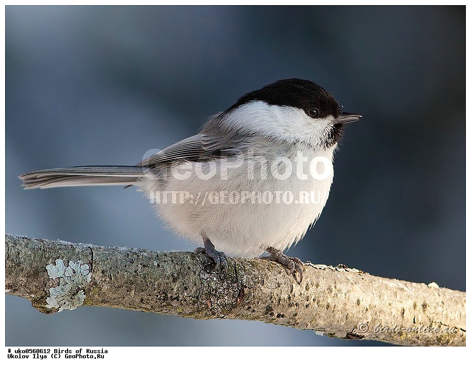 �����������, ���������� �������, ����������� ����� ������, ������, ��������, ��������, �����, �����, ��������, �����������, XYZ, ���������, Paridae, ����������� ������, ������, Poecile montanus, Parus montanus