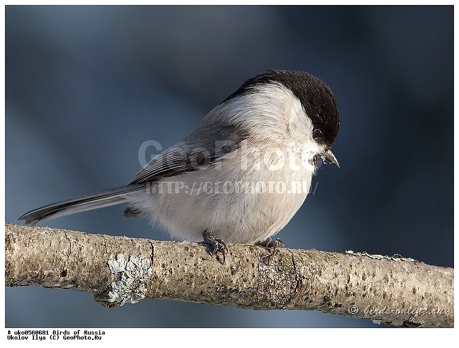 �����������, ���������� �������, ����������� ����� ������, ������, ��������, ��������, �����, �����, ��������, �����������, XYZ, ���������, Paridae, ����������� ������, ������, Poecile montanus, Parus montanus