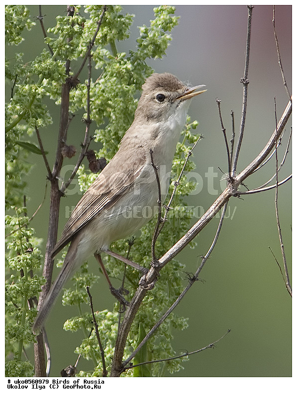 �����������, ���������� �������, ����������� ����� ������, ������, ��������, ��������, �����, �����, ��������, �����������, XYZ, ���������, Sylviidae, �������� ����������, ����������, Hippolais caligata, Iduna caligata