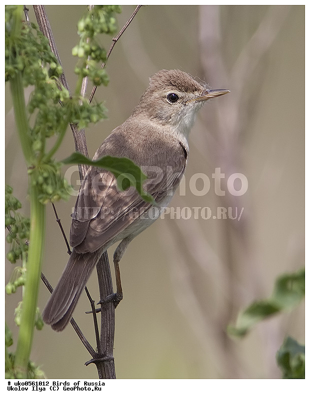 �����������, ���������� �������, ����������� ����� ������, ������, ��������, ��������, �����, �����, ��������, �����������, XYZ, ���������, Sylviidae, �������� ����������, ����������, Hippolais caligata, Iduna caligata