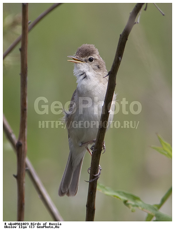 �����������, ���������� �������, ����������� ����� ������, ������, ��������, ��������, �����, �����, ��������, �����������, XYZ, ���������, Sylviidae, �������� ����������, ����������, Hippolais caligata, Iduna caligata