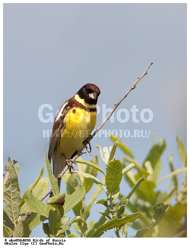 �����������, ���������� �������, ����������� ����� ������, ������, ��������, ��������, �����, �����, ��������, �����������, XYZ, ����������, Emberizidae, ���������, Emberiza aureola, Ocyris aureolus