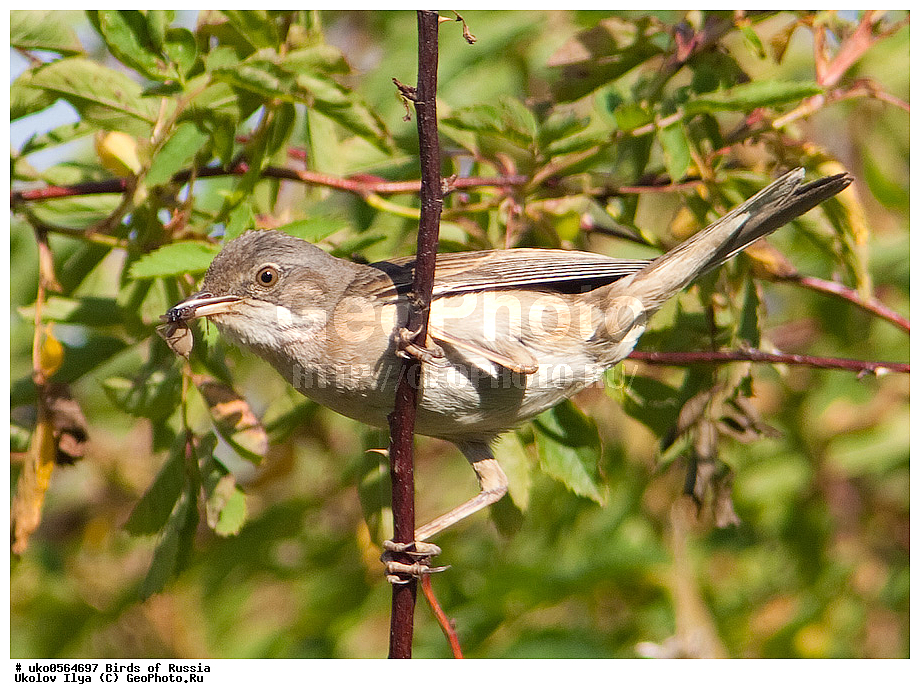 �����������, ���������� �������, ����������� ����� ������, ������, ��������, ��������, �����, �����, ��������, �����������, XYZ, ���������, Sylviidae, ����� ������, Sylvia communis