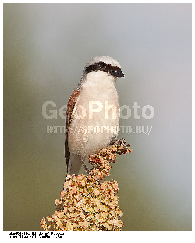 �����������, ���������� �������, ����������� ����� ������, ������, ��������, ��������, �����, �����, ��������, �����������, XYZ, �������������, Laniidae, ������������ �����, ���������-�����, ����������� �����, Lanius collurio