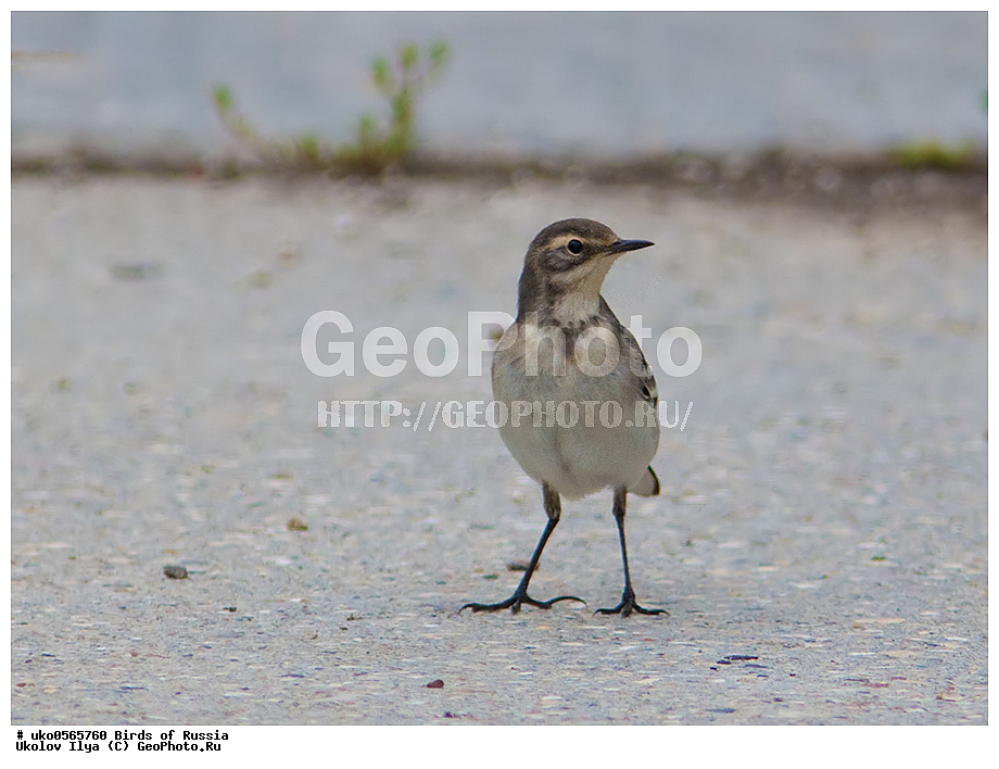 �����������, ���������� �������, ����������� ����� ������, ������, ��������, ��������, �����, �����, ��������, �����������, XYZ, �������������, Motacillidae, Ƹ���� ����������, ������ ����������, ������, Motacilla flava