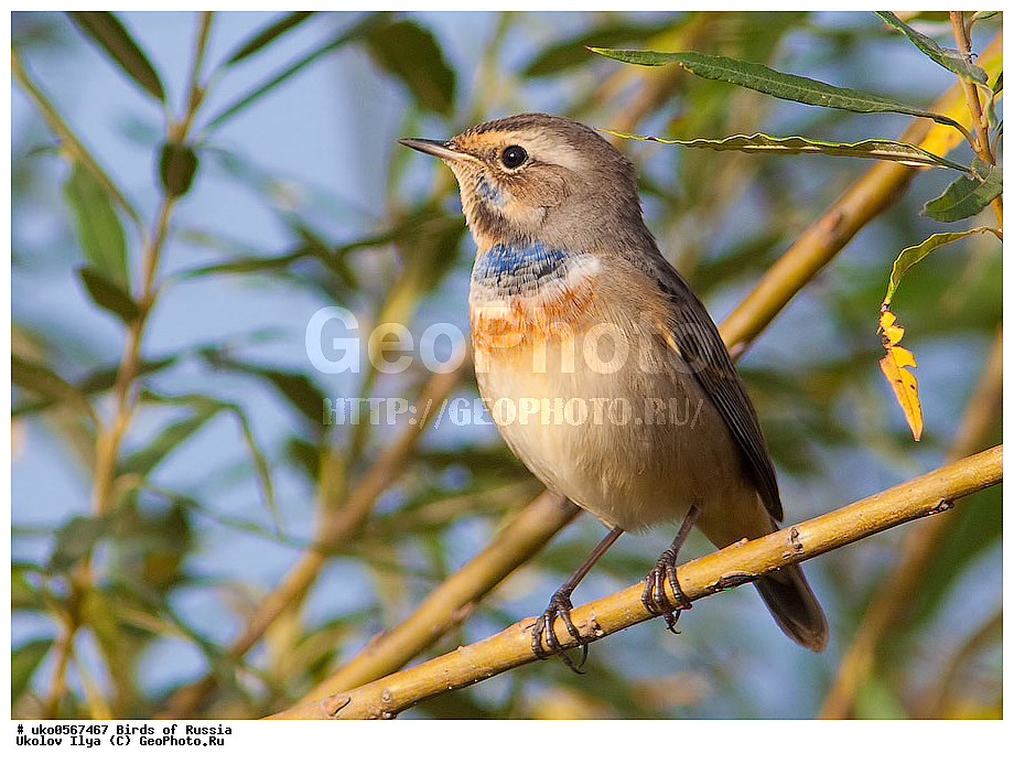 �����������, ���������� �������, ����������� ����� ������, ������, ��������, ��������, �����, �����, ��������, �����������, XYZ, ������������, Muscicapidae, ���������, Luscinia svecica