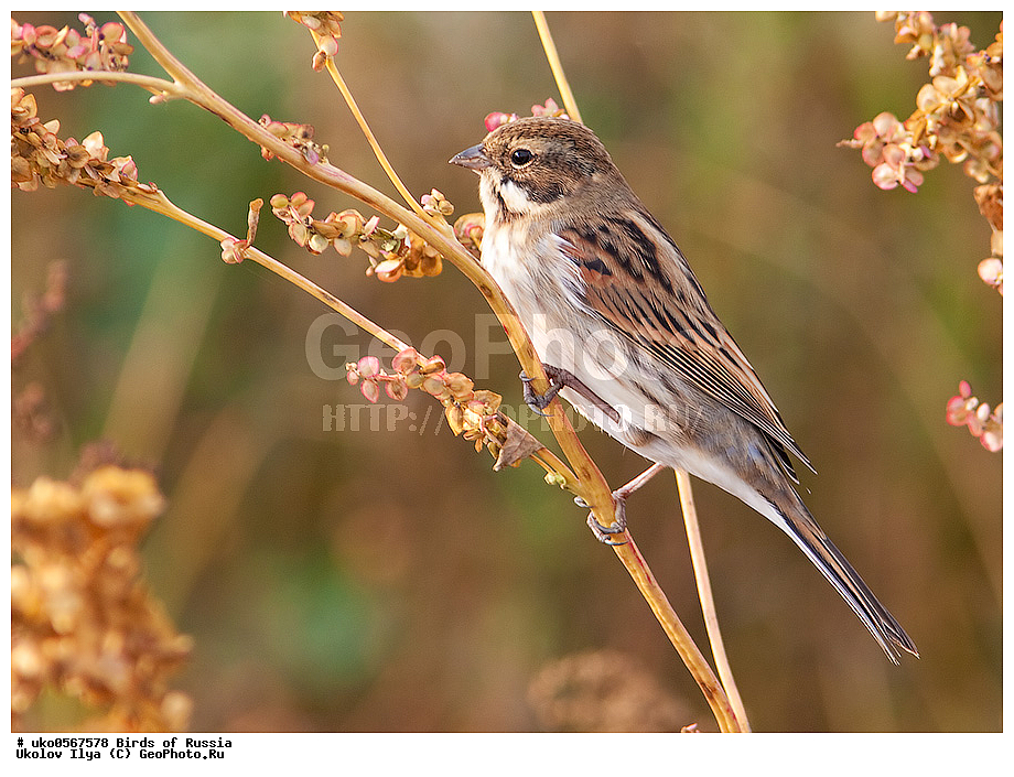 �����������, ���������� �������, ����������� ����� ������, ������, ��������, ��������, �����, �����, ��������, �����������, XYZ, ����������, Emberizidae, ��������� �������, ������������ �������, ��������, Emberiza schoeniclus, Schoeniclus schoeniclus